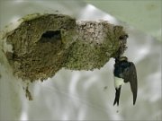 P1310842_Strange_death_of_house_martin