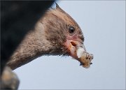 01_DSC0172_House_Sparrow_female_with_feed_13pc