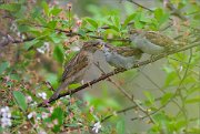 01_DSC0419_House_Sparrow_feeding_time_70pc