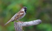 01_DSC1766_House_Sparrow_miaow_71pc