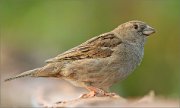 01_DSC1994_House_Sparrow_female_shylooking_87pc