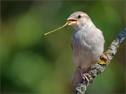 01_DSC2422_House_Sparrow_no_smoking_83pc