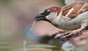 01_DSC2759_House_Sparrow_male_drinking_water_70pc