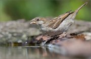 01_DSC3108_House_Sparrow_drip-drop_63pc