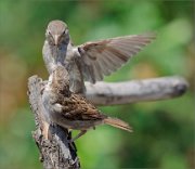 01_DSC3138_House_Sparrow_talking_about..._65pc