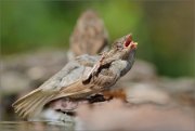 01_DSC3147_House_Sparrow_scratching_himself_63pc