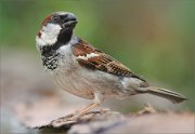 01_DSC3159_House_Sparrow_male_posing_84pc