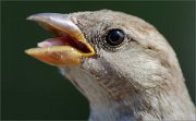 01_DSC5604_House_Sparrow_juv_portrait_with_tongue_108pc