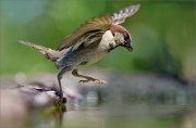 01_DSC6654_House_Sparrow_grand_leap_100pc