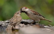 01_DSC7777_House_Sparrow_feeding_happy_wish_61pc