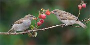 01_DSC9490_House_Sparrow_raspberry_rhapsody_126pc