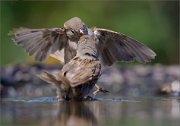 02_DSC2111_House_Sparrow_waterfun_85pc