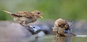 02_DSC3532_House_sparrow_epic_quarrel_126pc