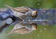 02_DSC3642_House_Sparrow_magic_water_95pc