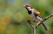 02_DSC3768_House_Sparrow_on_Y-perch_90pc