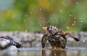 02_DSC3985_House_Sparrow_bathing_and_splashing_91pc