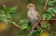 02_DSC4540_House_Sparrow_foliage_shot_94pc