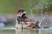 02_DSC5152_House_Sparrow_bathing_with_joy_97pc