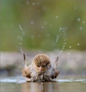 02_DSC6912_House_Sparrow_wings_of_aqua_61pc