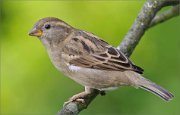 03_DSC5053_House_Sparrow_the_simplest_90pc