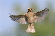 03_DSC9680_House_Sparrow_nest_fly_up_48pc