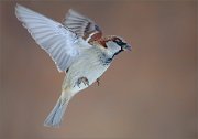 04_DSC2676_House_Sparrow_in_flight_61pc