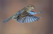 04_DSC2774_House_Sparrow_hover_56pc