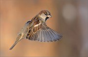 04_DSC3319_House_Sparrow_gibbous_50pc