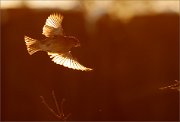 04_DSC3432_House_Sparrow_backlight_in_flight_49pc