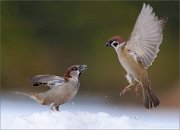 05_DSC7986_House_Sparrow_Tree_Sparrow_contention_97pc