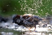 06_DSC0799_House_Sparrow_crazy_bathing_backlit_100pc