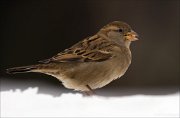 16_DSC2890_House_Sparrow_jiffy_68pc