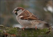 P1160337-2_male_sparrow