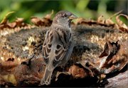 P1410448_sunflower_and_house_sparrow