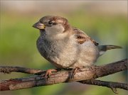 P1420502_HS_beak_and_face_55pc