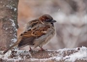 P1450279_House_Sparrow_and_3_snowflakes_82pc