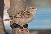 P1480660_House_Sparrow_on_log_90pc