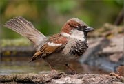 P1510935_House_Sparrow_lekking_pose_81pc