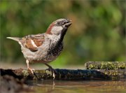 P1520204_House_Sparrow_enjoy_of_drinking_73pc