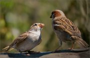 P1520303_House_sparrow_food_begging_95pc