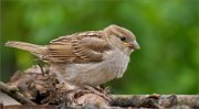 P1520402_House_Sparrow_juv_near_pond_54pc