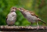 P1520517_House_Sparrow_juvenile_kissing_86pc