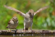 P1520535_House_Sparrow_juv_fly_in_95pc