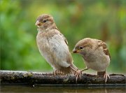 P1520603_House_Sparrow_juv_cathing_one_another_88pc