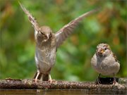 P1520678_House_Sparrow_fly_in_100pc