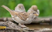 P1520762_House_Sparrow_near_a_pool_86pc