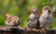 P1530045_House_Sparrow_frightened_72pc