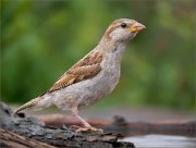 P1530425_House_sparrow_attentive_near_pond_95pc