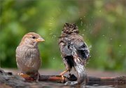 P1530437_House_sparrow_splash_92pc