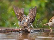 P1530453_House_Sparrow_ultrasplash_100pc